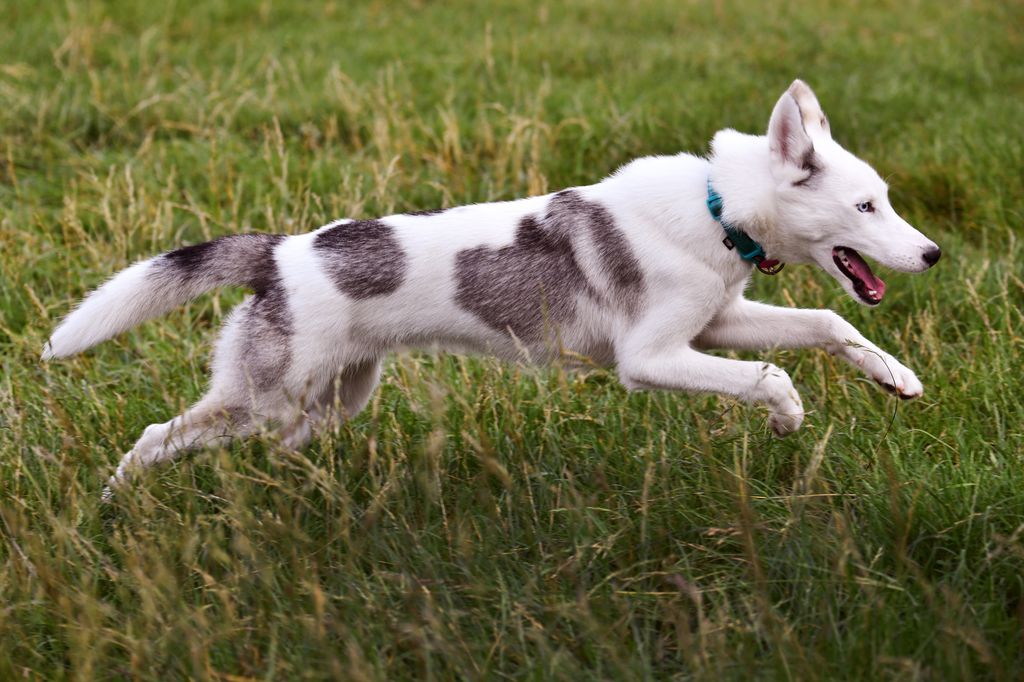 Photo of Durio's kennel B' Katla
