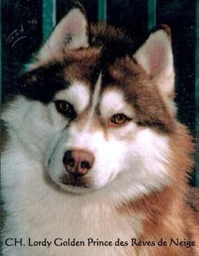 Photo of Lordy Golden Prince Dit Lucky des Reves de Neige