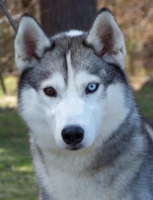 Photo of NorthWapiti’s Paxson
