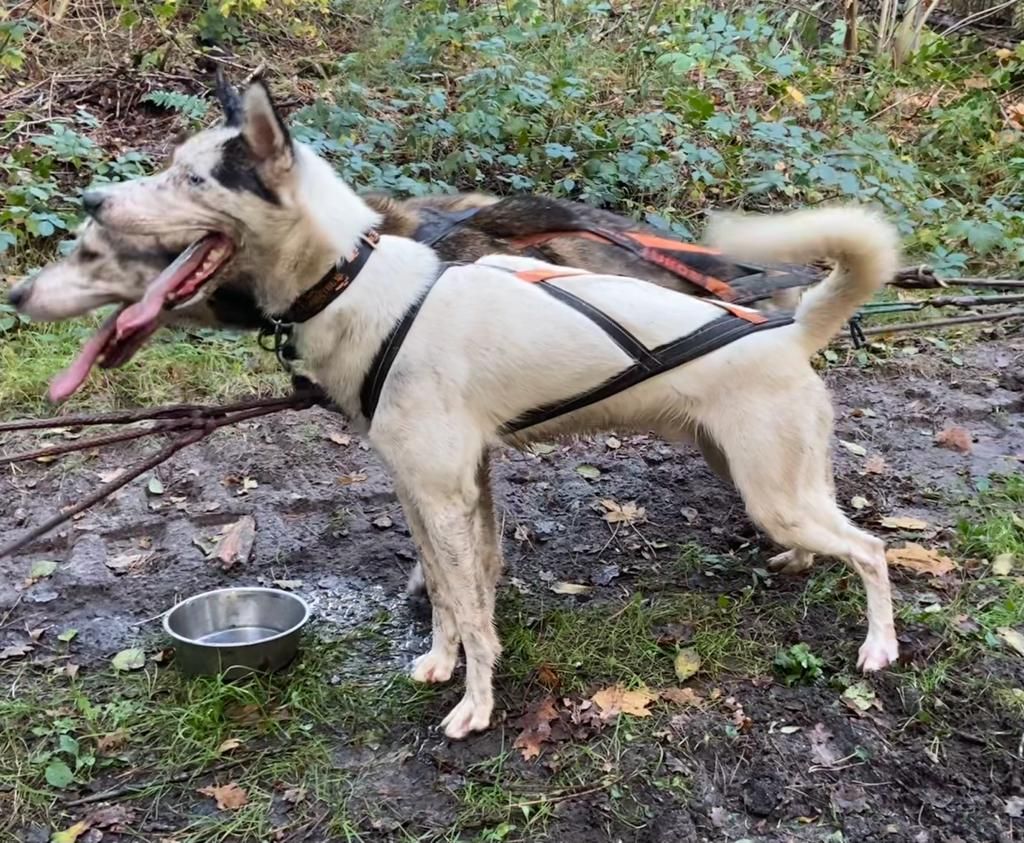 Photo of Notorious Nugget ab Canis Polaris