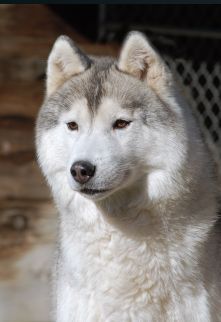 Photo of Karnovanda’s Eskimo Pie II