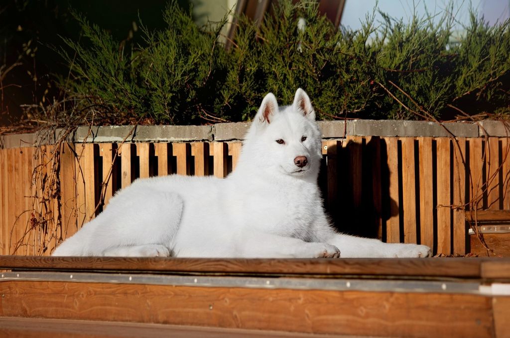 Photo of HUSGARDEN ALBUS