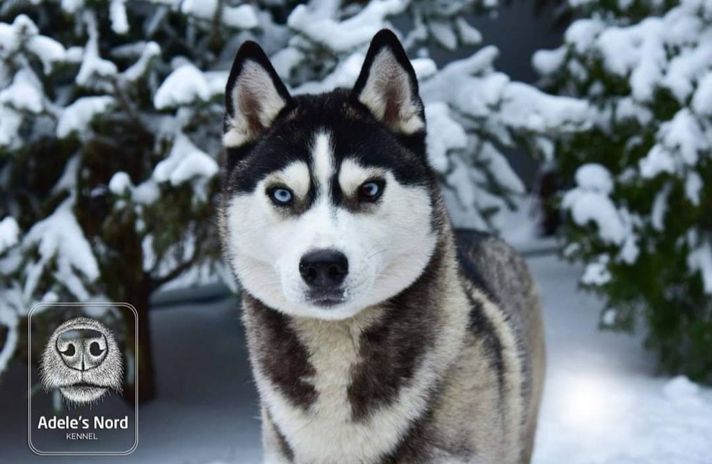 Photo of Celebrity for Adele`s Nord Crystal of Victory