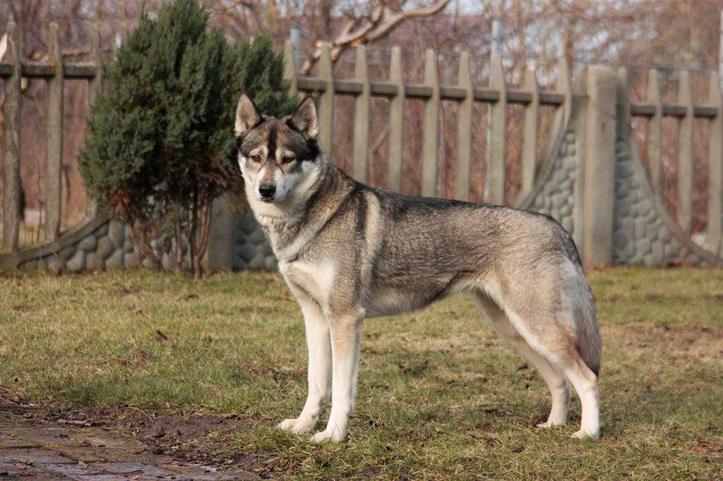 Photo of Otoshi Wolf Anana Amarok