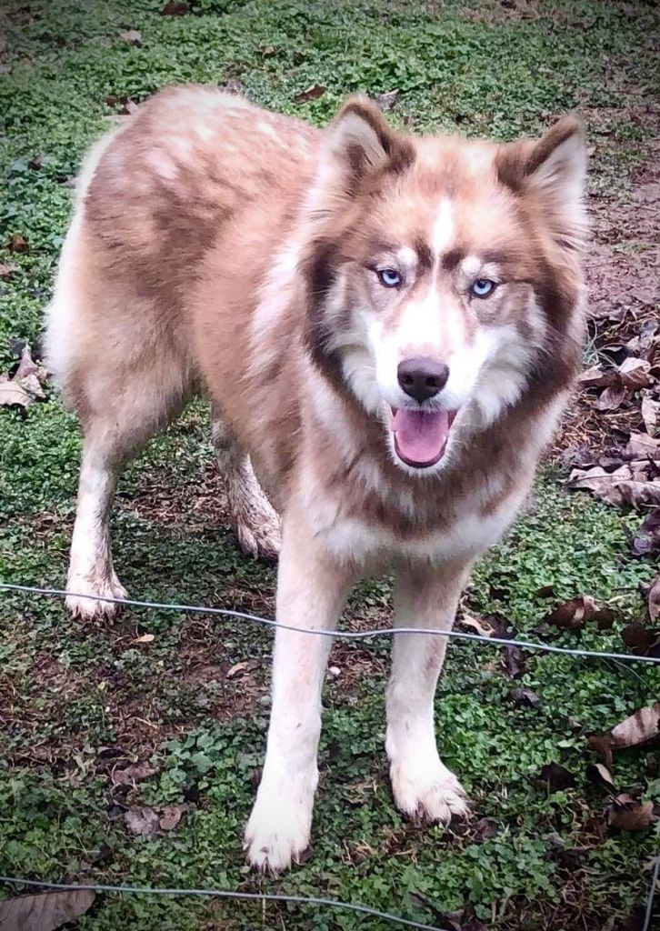 Photo of Hudnall's Kaya