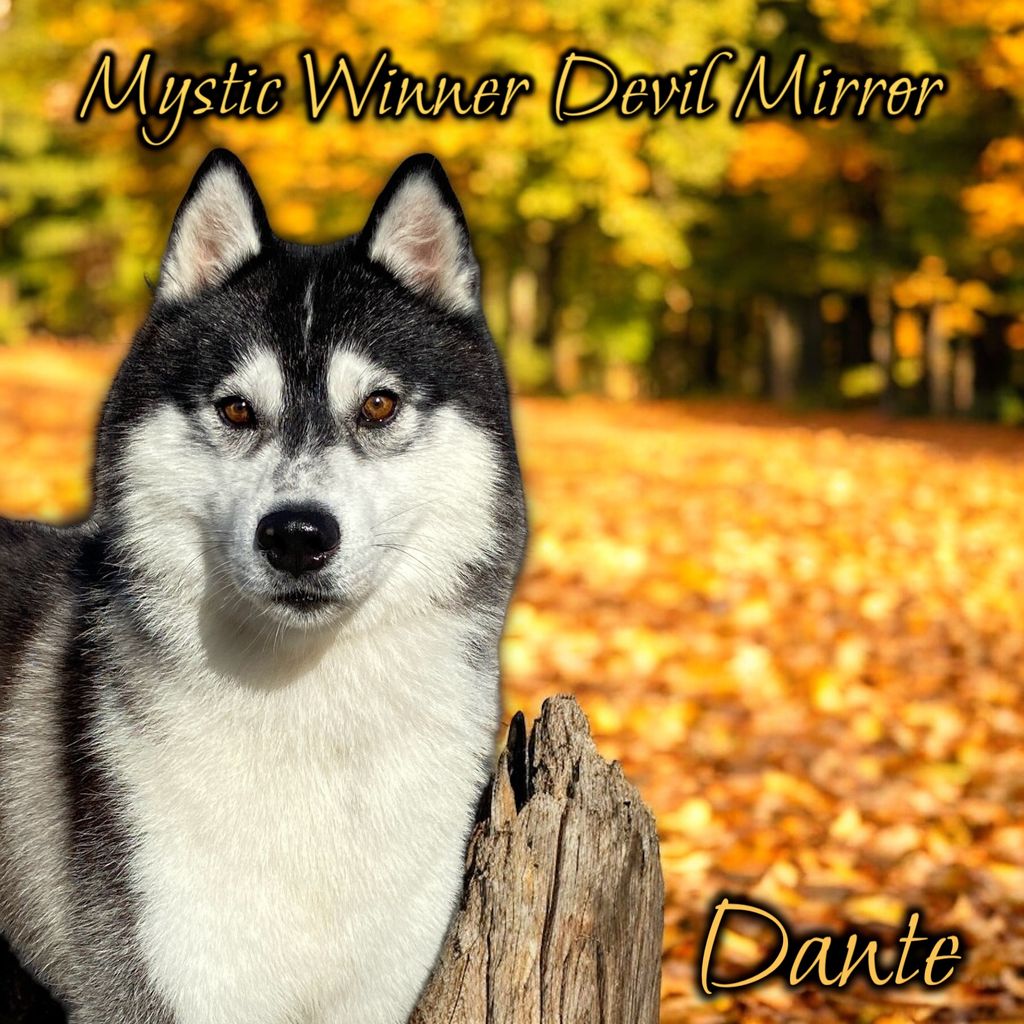 Photo of Mystic Winner Devil Mirror