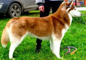 Photo of Husky Haven Yukatan Show