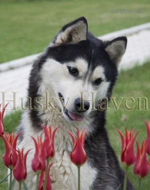 Photo of Trillium Blue’s Husky Haven Maria