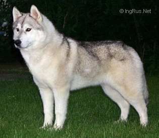 Photo of Diamond Lady Of Doghouse Farm