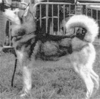 Photo of Kortar’s Sacha II