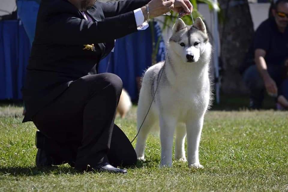 Photo of Hiyouton The Only Flower To Bloom
