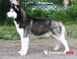 Photo of Husky Haven Oisters Pearl Of Wisdom