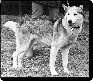 Photo of Vanessa of Kolyma