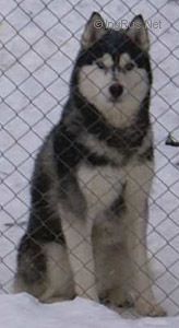 Photo of Husky Haven Gay Juli Cezar