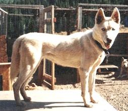 Photo of Kaylenberg’s Twilite Visitor