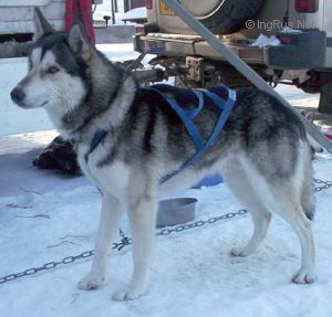 Photo of Nay-La-Chee’s Cool’n Rude Wolf