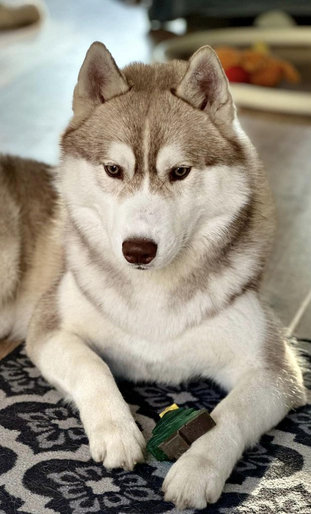 Photo of Fusion Of Joy Diamond