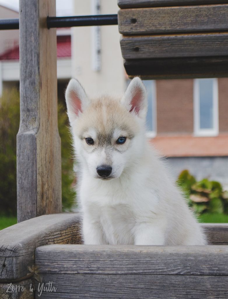 Photo of Voland Siberian Conqueror
