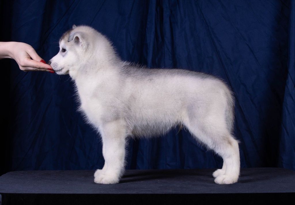 Photo of Husquisher Whatever It Takes