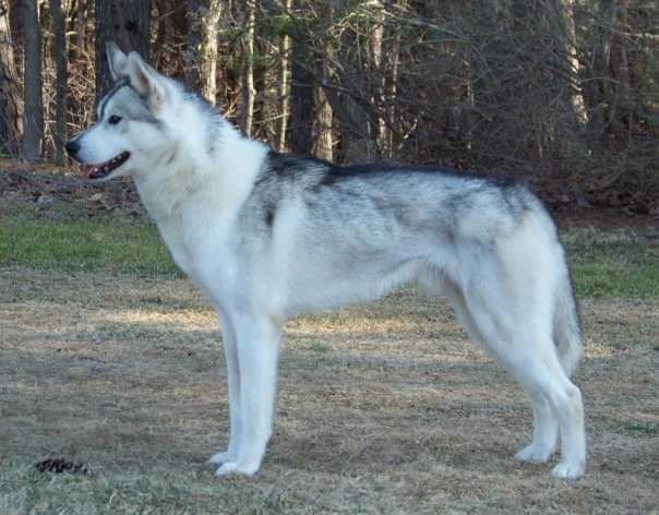 Photo of Kelim’s Sirius Black