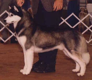 Photo of Kristari’s Kamir