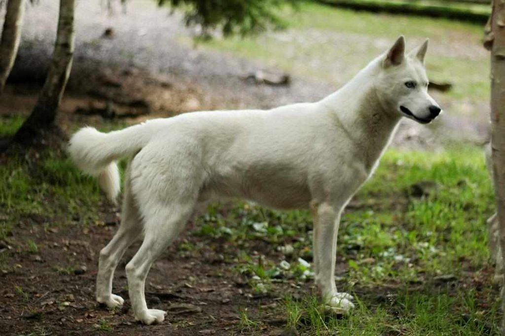 Photo of Fenrisulven Ull Den Ärorike