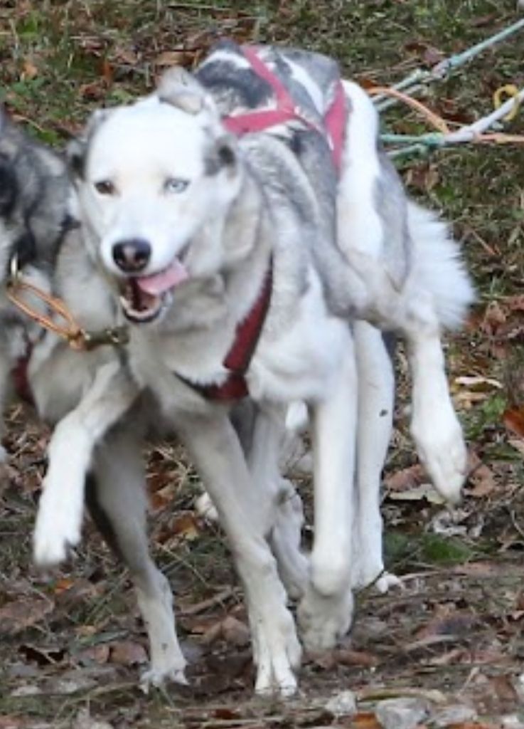 Photo of Il colle siberiano kennel's Kira