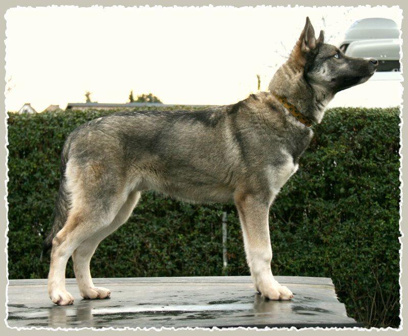 Photo of Clever Cleo Of Icebirds