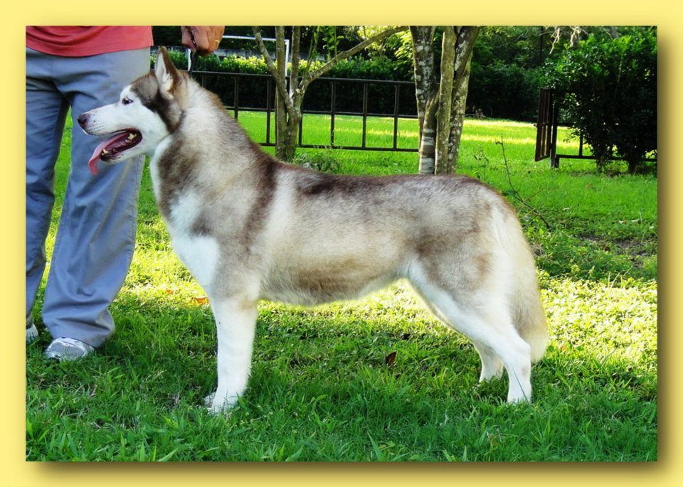 Photo of Kristari’s Donna Of Lancelot