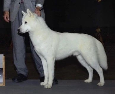 Photo of Amorok’s Polar Express