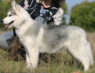 Photo of Husky Haven Never Lose