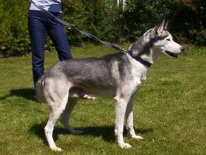 Photo of Aleutian Range Kennels Gorbatschow