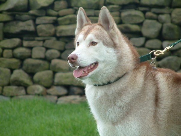 Photo of Marallan Ysbryd Coch For Shamsky