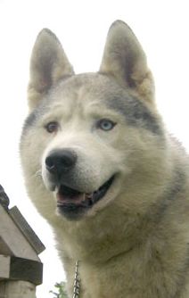 Photo of Kortar’s Shinook
