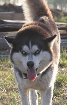 Photo of Laska S Goluboy Zvezdy