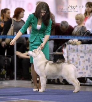 Photo of Asti Dog House One On A Million