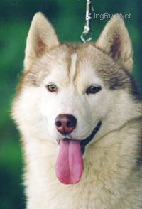 Photo of Tovik's Crazy Like A Fox