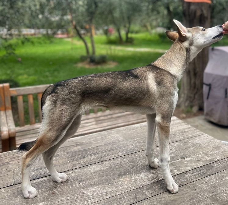 Photo of Æsulv’s Freyja