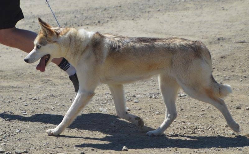 Photo of Arctic Song's Goda