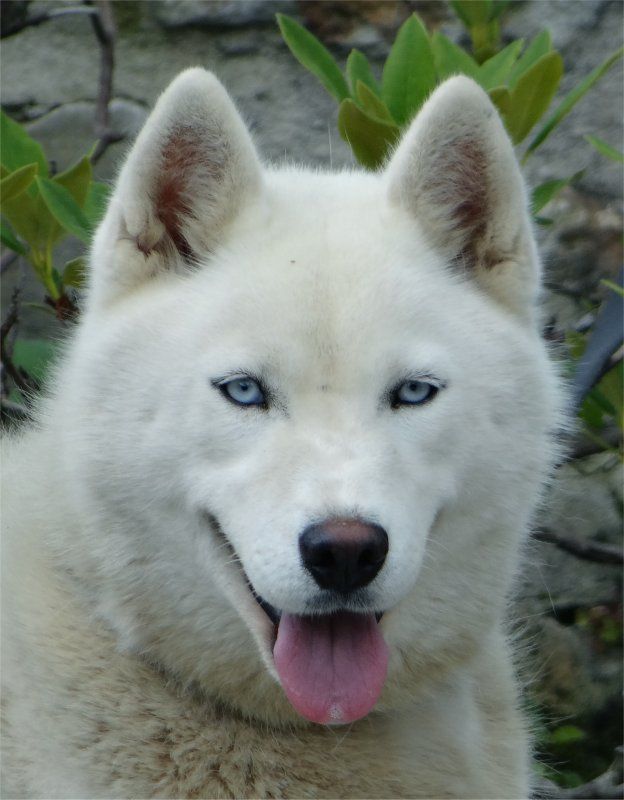 Photo of Liubov's Glace De Neige