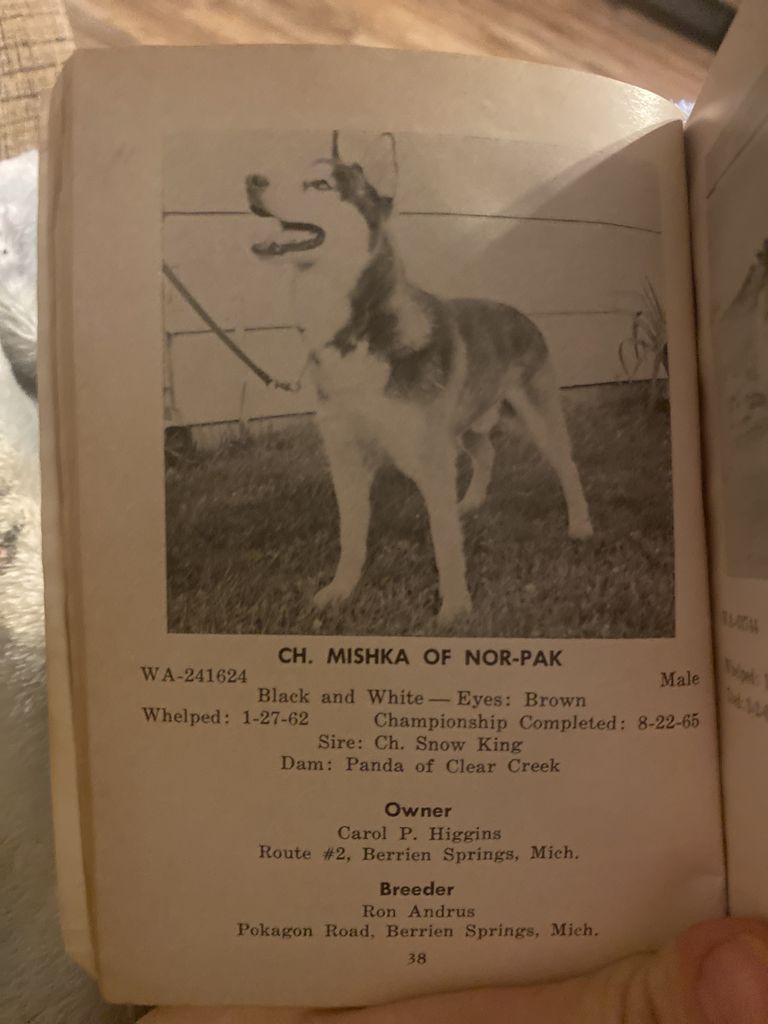 Photo of Mishka Of Nor-Pak