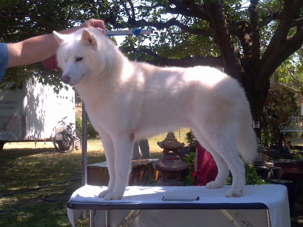 Photo of Shamrock’s Nanook Footprint Of Snow Wolf