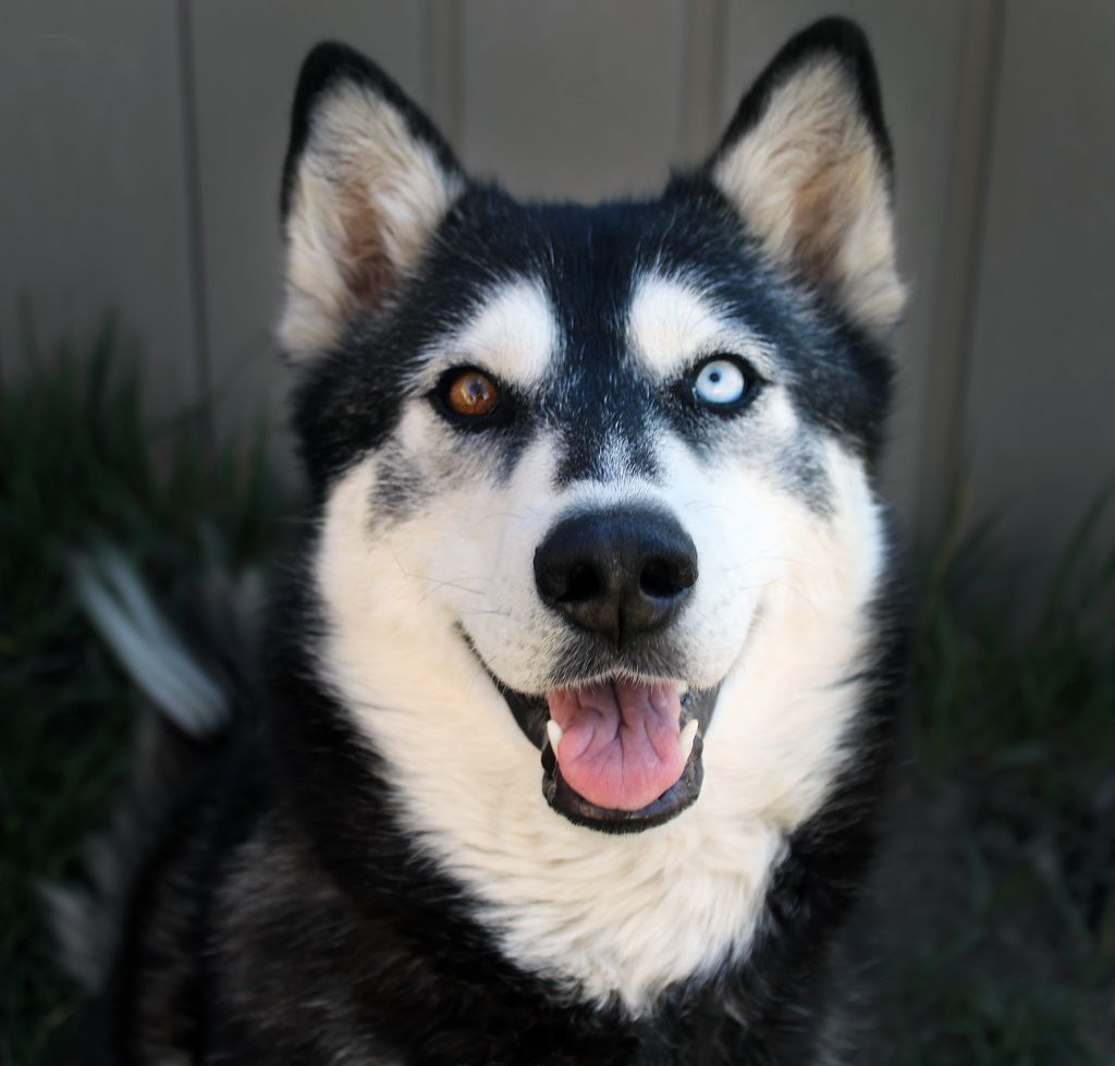 Photo of Wheaton's Maggie