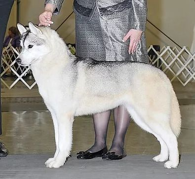Photo of Huskavarna’s As Gentle As A Whisper