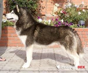 Photo of Husky Haven For Love Of Belstok