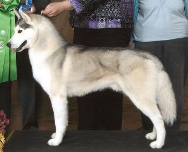 Photo of Karnovanda’s Hucklebeary Finn