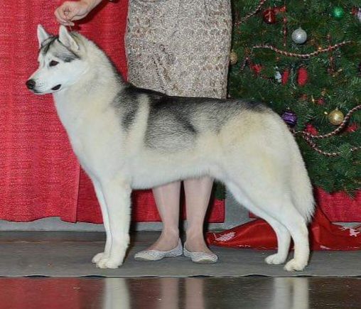 Photo of Wolvereen Starlight Starbright