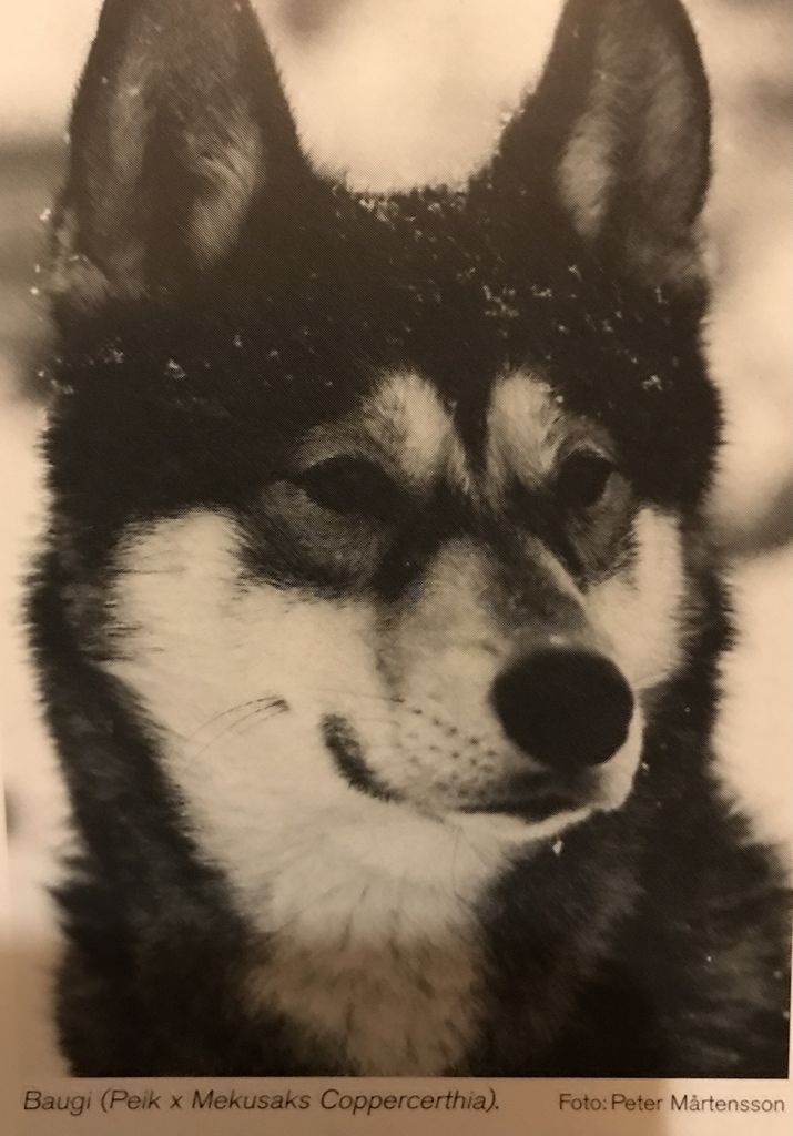 Photo of Baugi