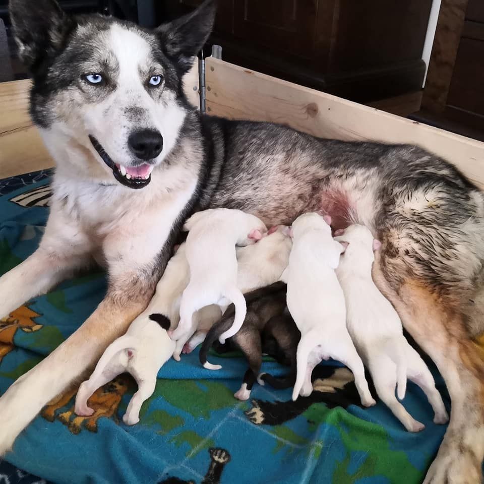 Photo of Working Husky Frida