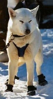 Photo of Vajradhara’s Cody